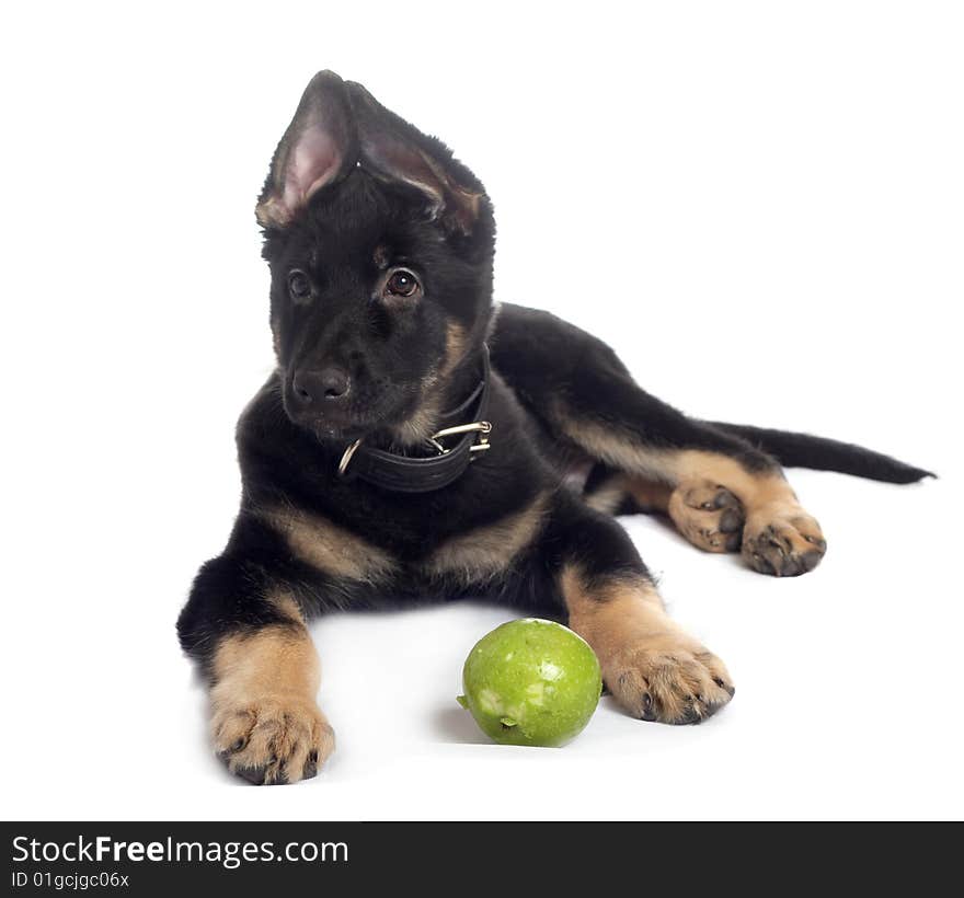 The sheep-dog puppy on a white background