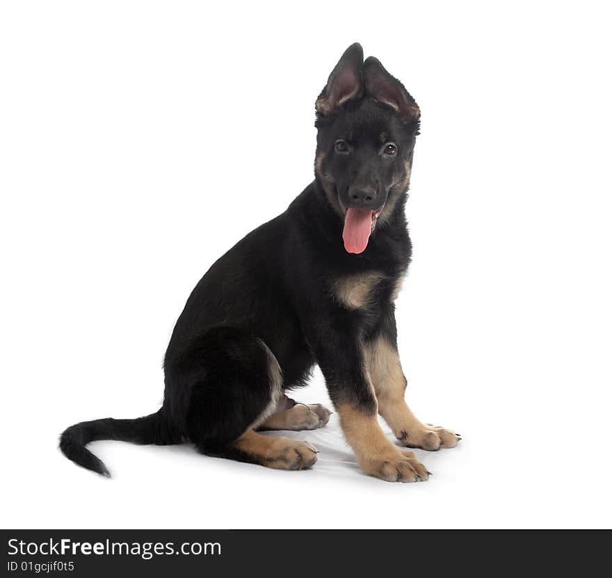 The sheep-dog puppy on a white background