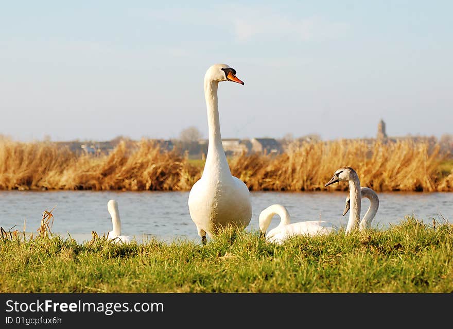 White Goose with her young ones.