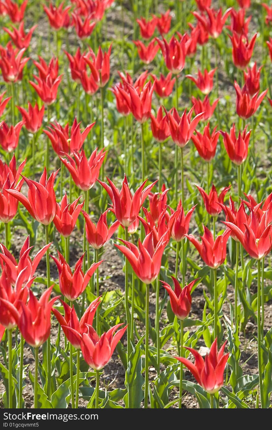 A field with red tulips. A field with red tulips.