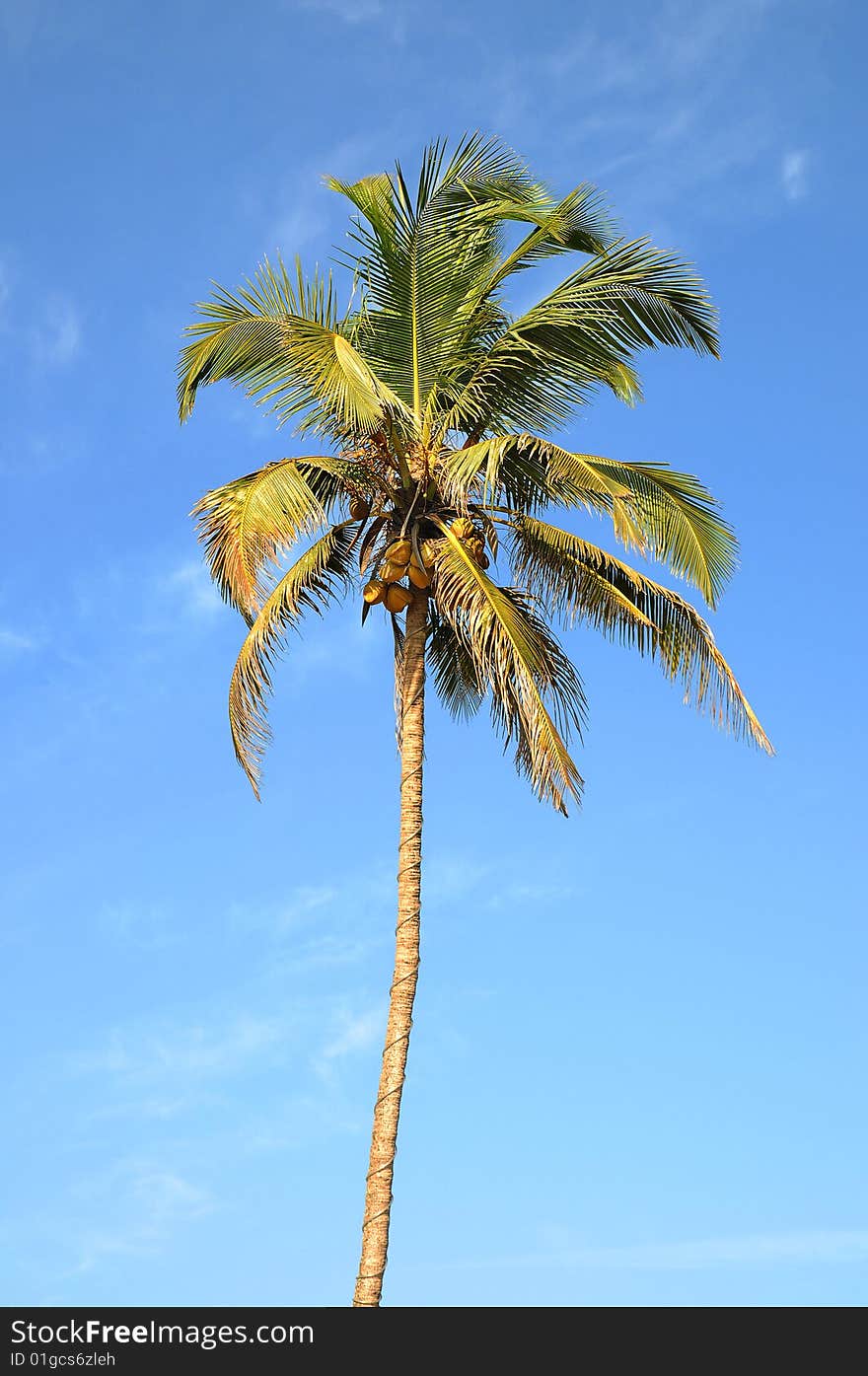 Single standing green palm tree over blue sky background. Single standing green palm tree over blue sky background