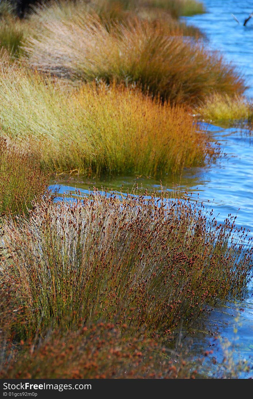 The grassland by the lake in New Zealand. The grassland by the lake in New Zealand