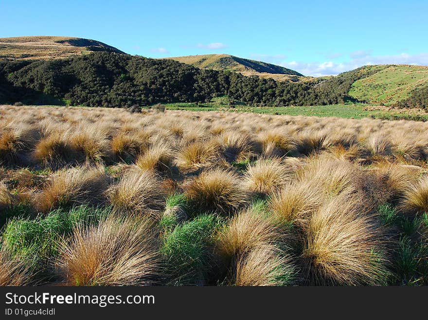 The grassland and hills in New Zealand