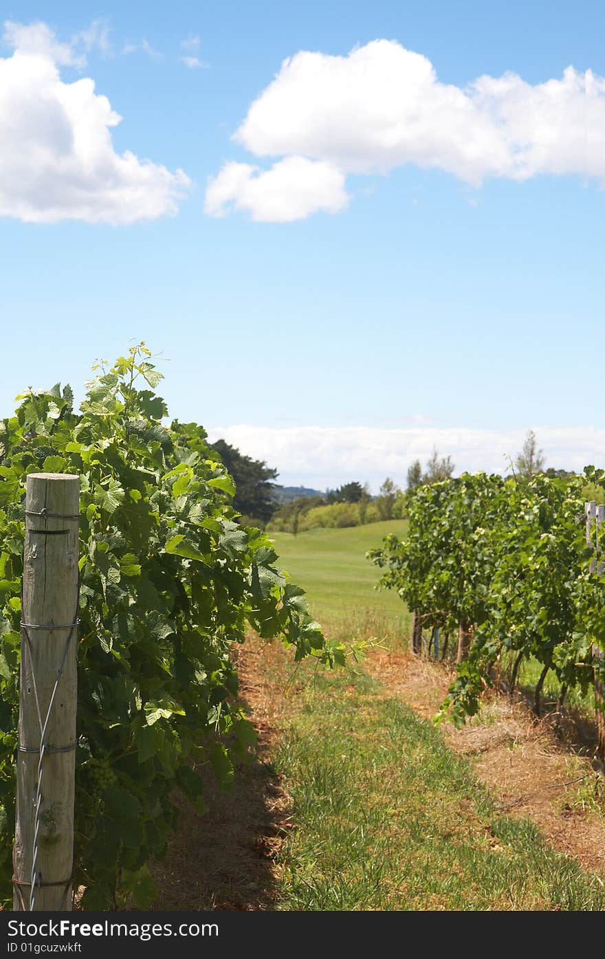 Ripening grapes in the vineyard