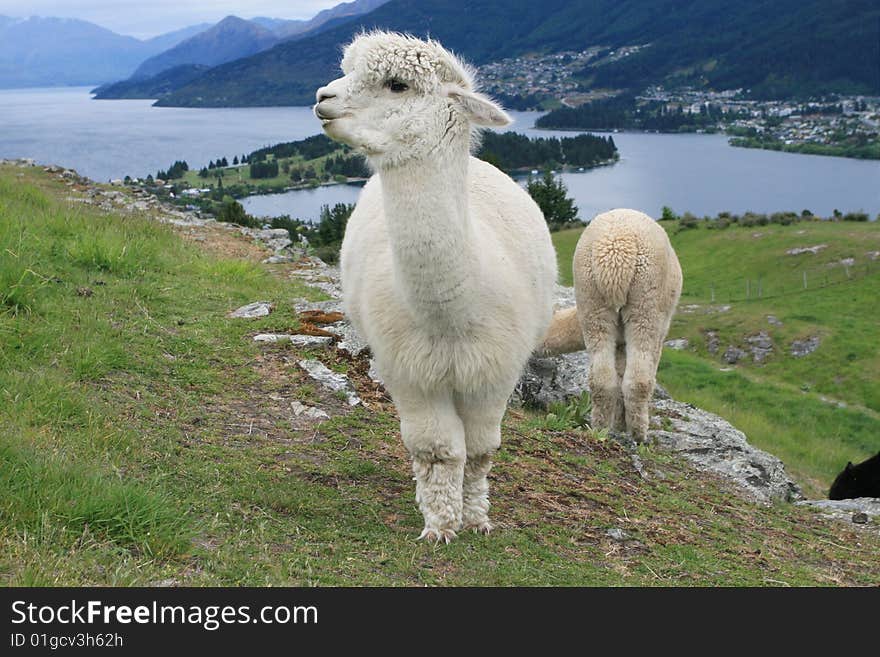 Sheep in New Zealand ranch