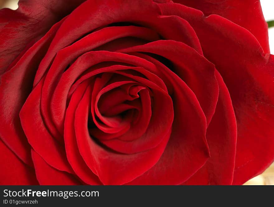 Single dark red rose macro close-up. Very shallow depth of field