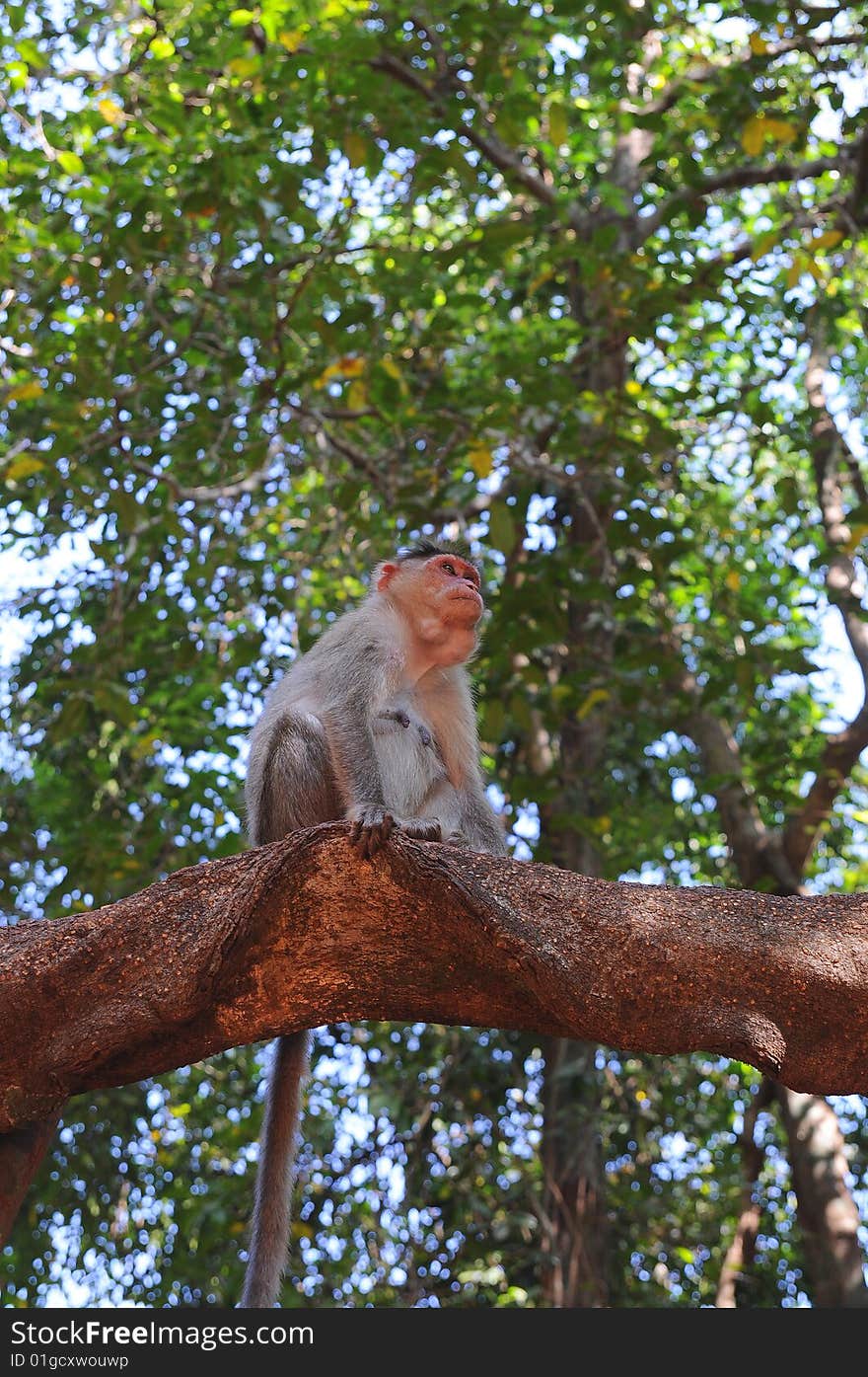 Small Baby Monkey On Tree Branch