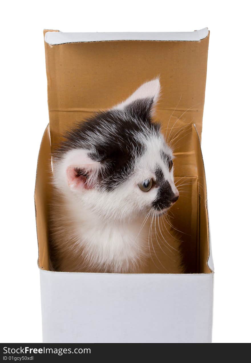 Baby kitten in box