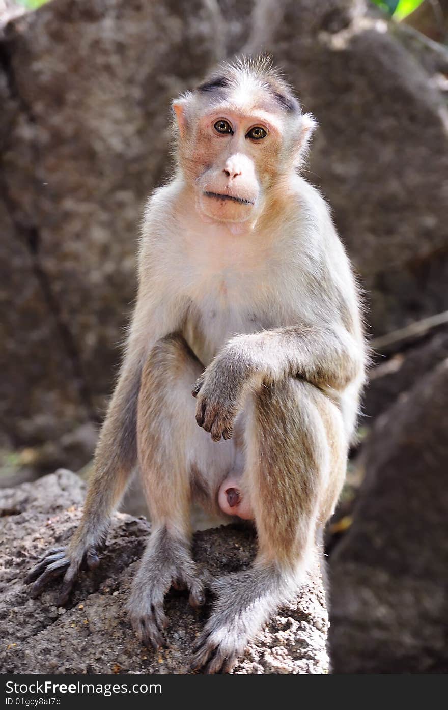 Wild baby-monkey sitting on stone and looking directly into the camera. Wild baby-monkey sitting on stone and looking directly into the camera