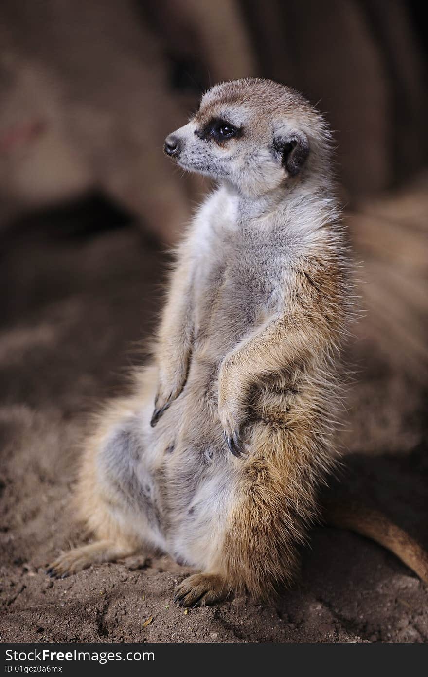 Meerkat