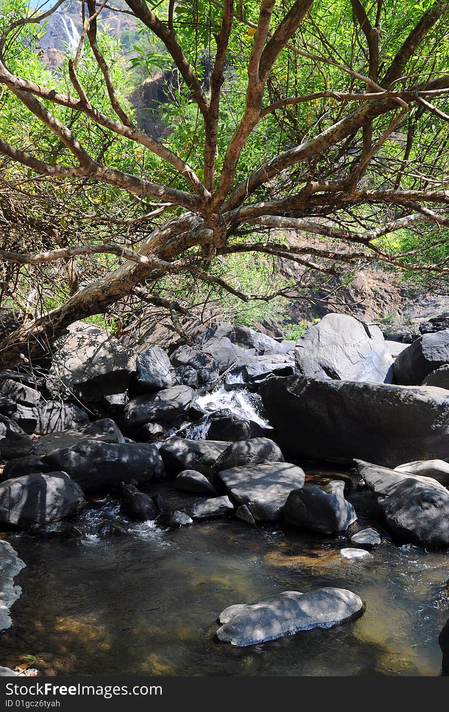 Weird tree over river and waterfall