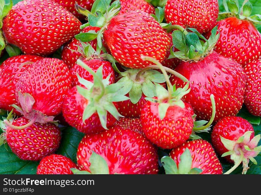 Many ripe strawberries