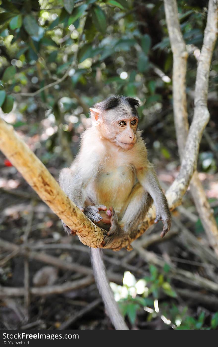 Wild baby monkey sitting on tree branch over the foliage background. Wild baby monkey sitting on tree branch over the foliage background