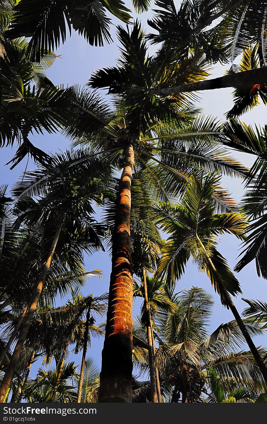 Palm trees view up from the ground on sunset. Palm trees view up from the ground on sunset