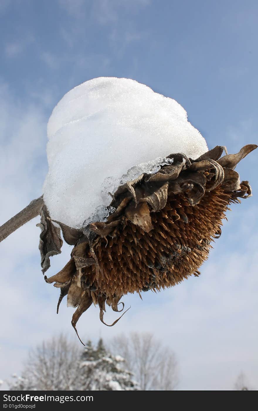 Sunflower on winters day