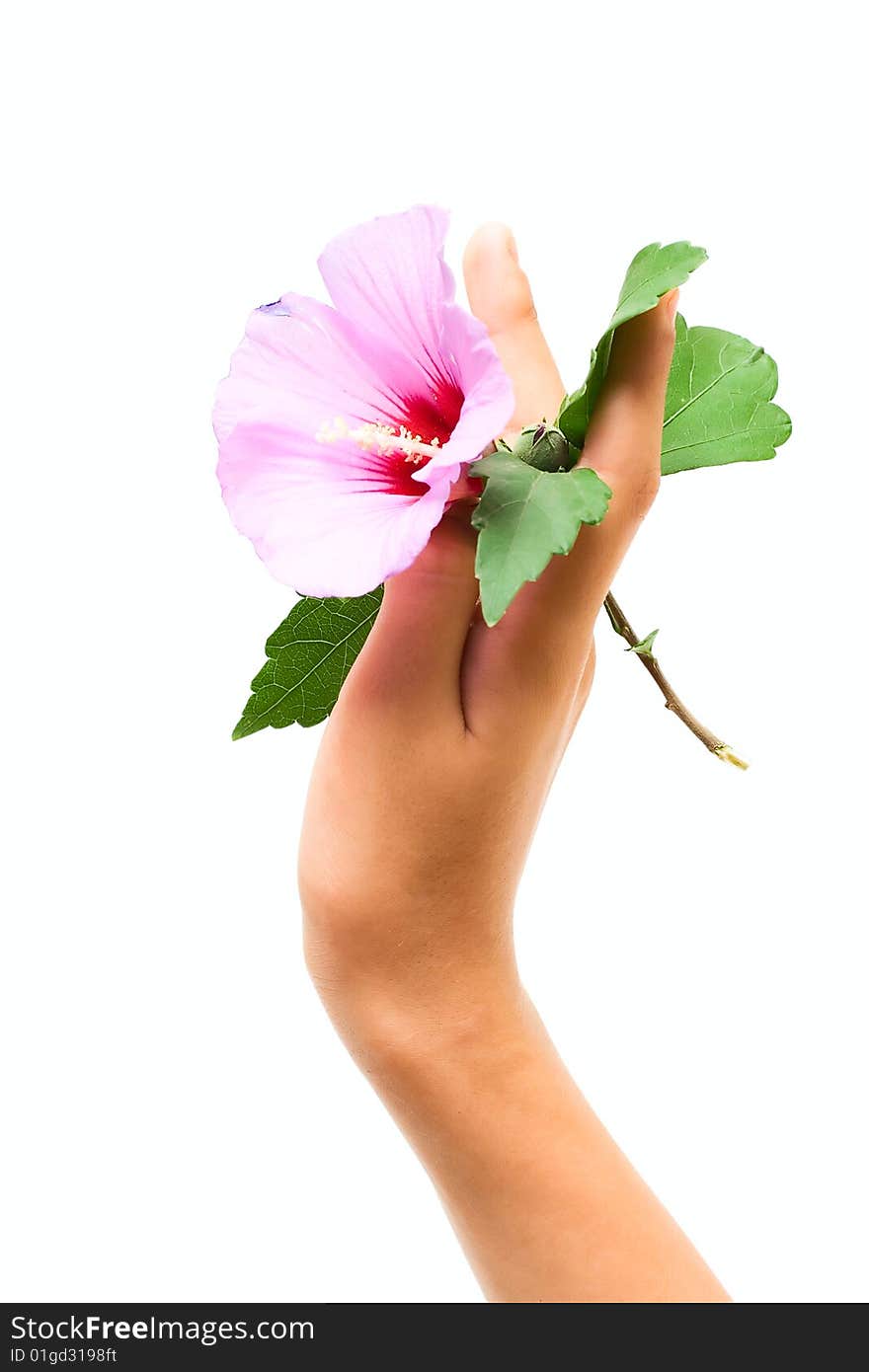 Flower in human hand isolated on white