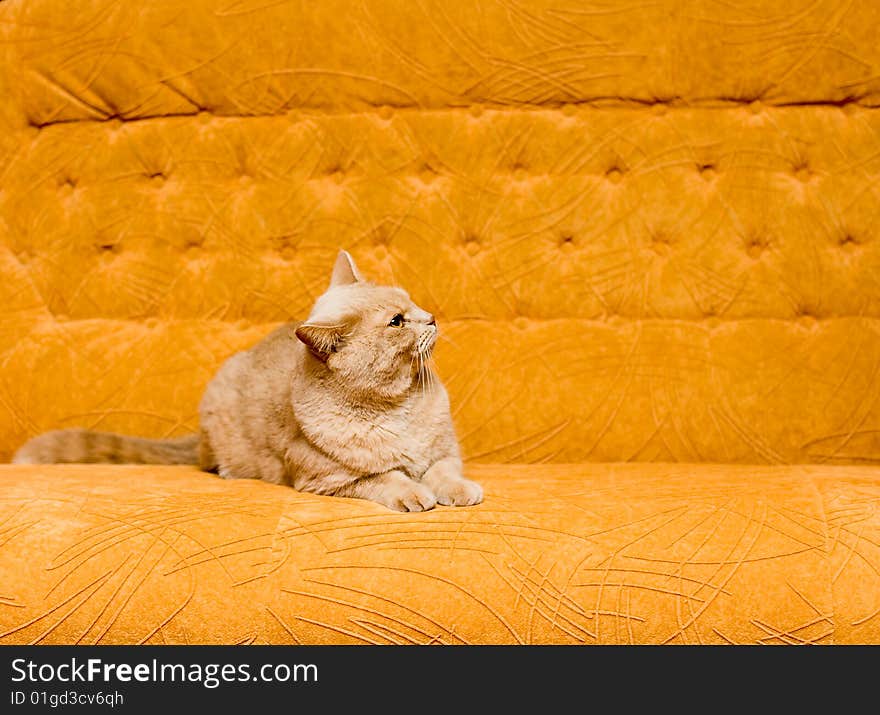 Cat On The Sofa