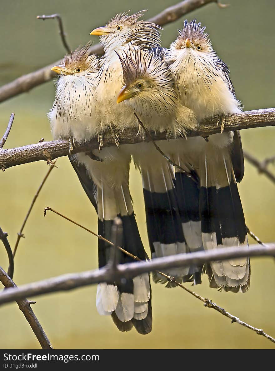 Company of Guira cuckoos. Latin name - Guira guira. Company of Guira cuckoos. Latin name - Guira guira