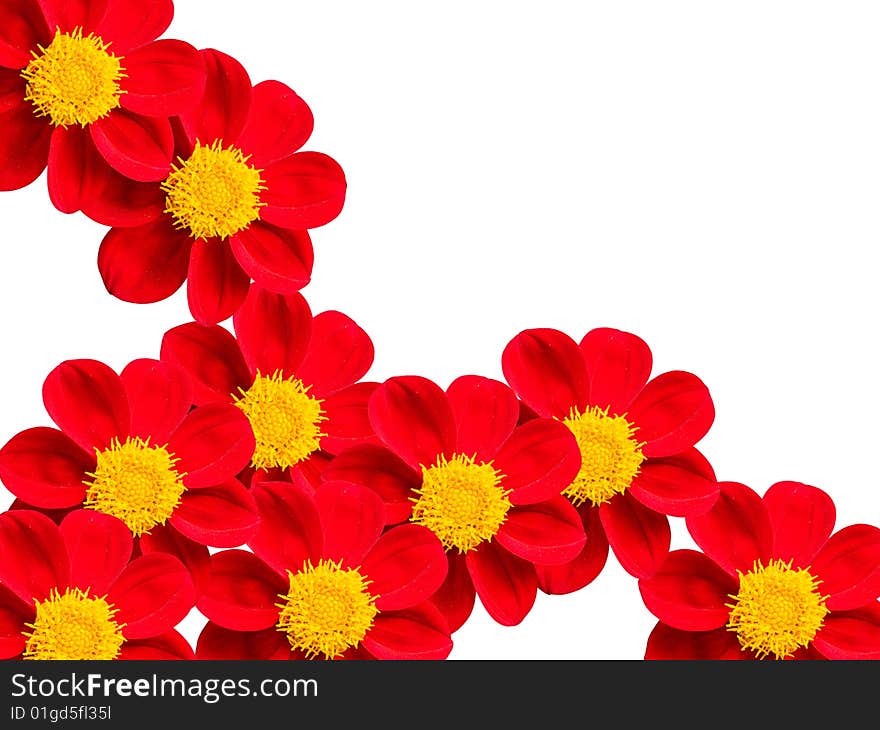 Flowers with red petals