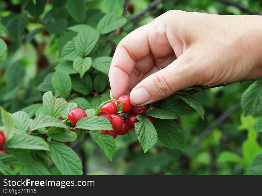 Hand collecting berries of a cherry from green bushes. Hand collecting berries of a cherry from green bushes