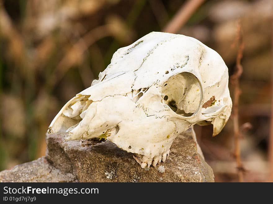 Deer skull