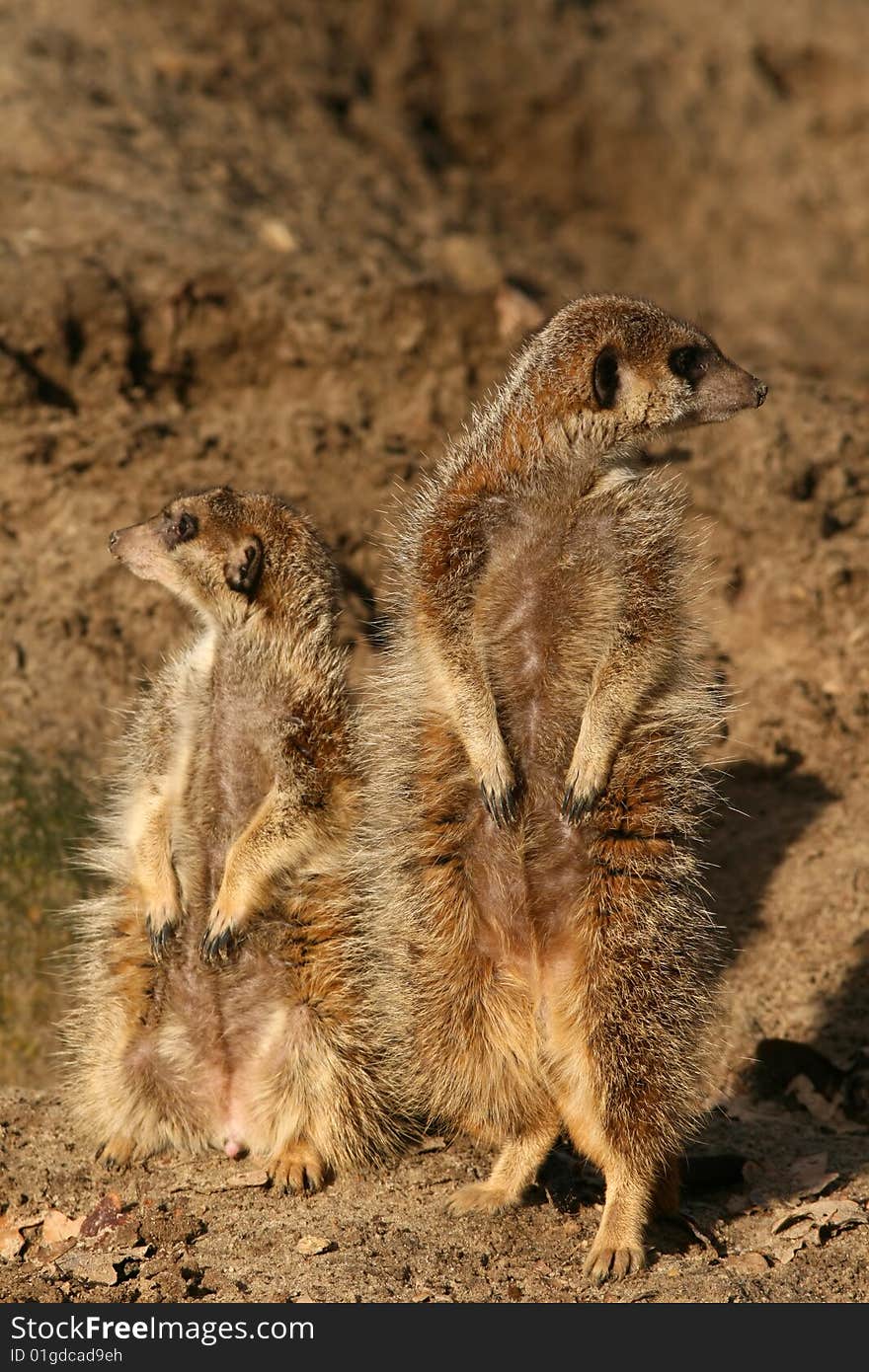 Two meerkats looking around