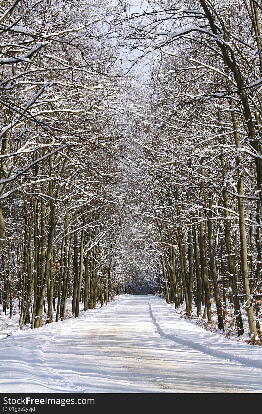 Winter landscape - snow covered forest road. Winter landscape - snow covered forest road