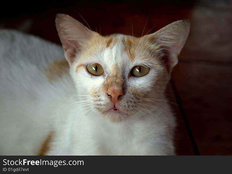 Stray cat portrait