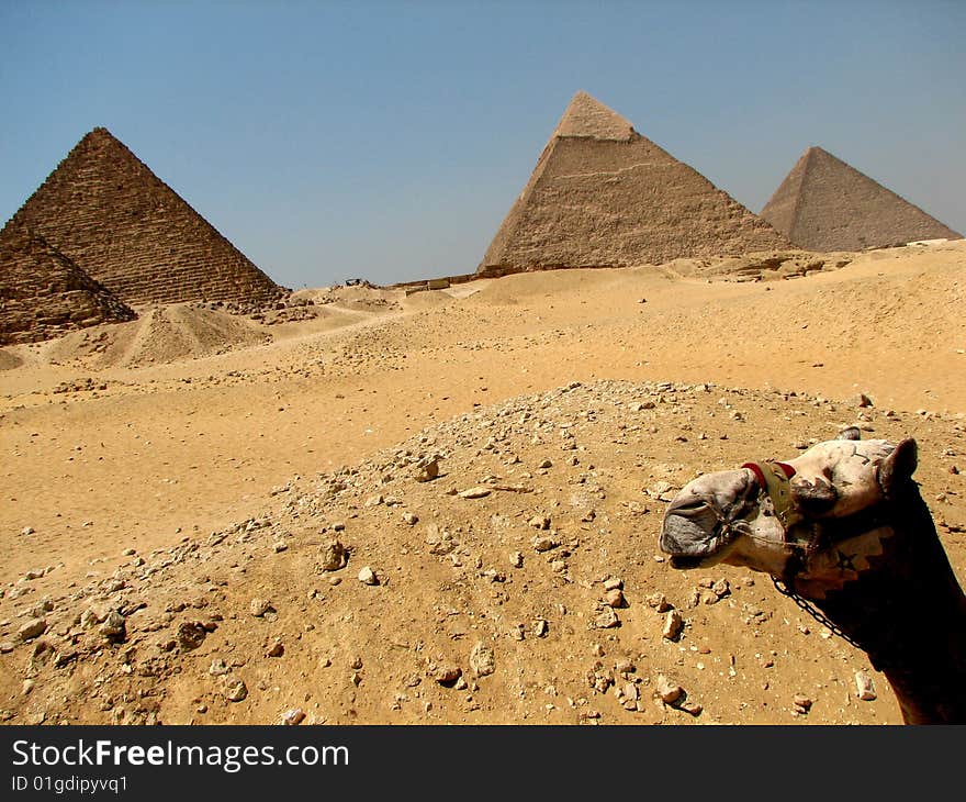 View of a camel and the pyramids at Giza. View of a camel and the pyramids at Giza