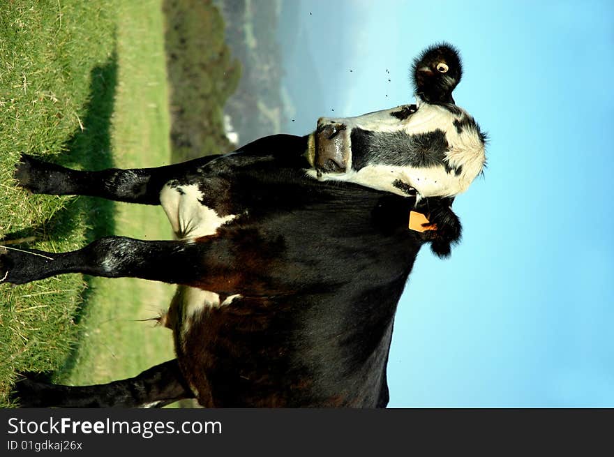 Black and white cow