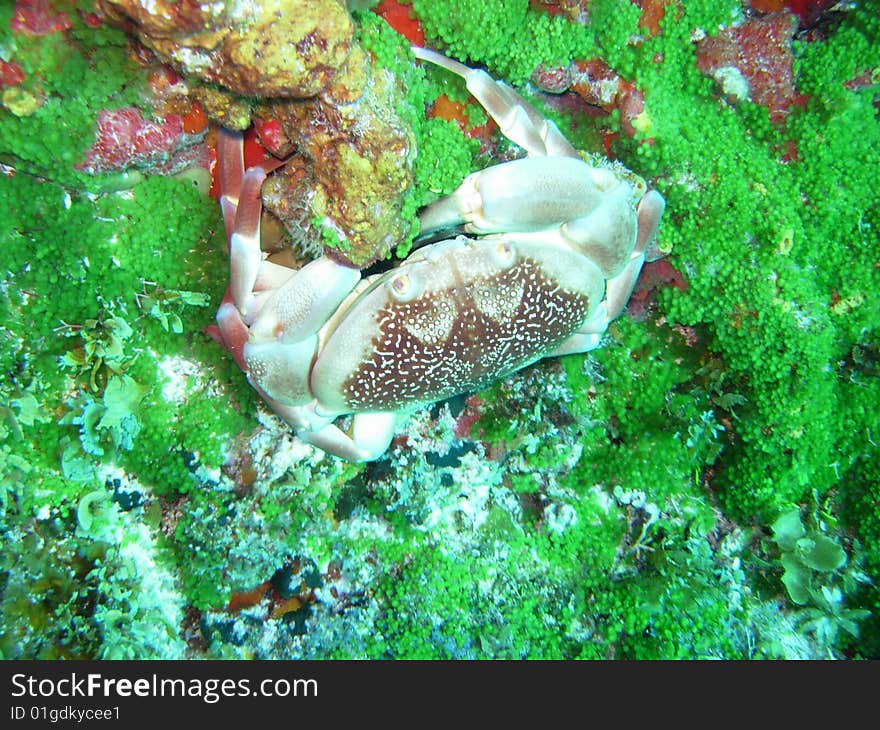 Crab In Green Coral