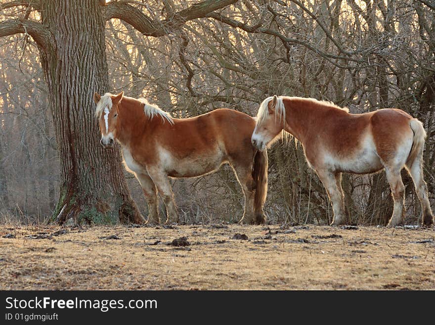 Horses under a tree