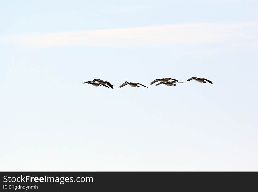 A small flock of Canada geese in flight with a pale overcast winter sky as a background. A small flock of Canada geese in flight with a pale overcast winter sky as a background.