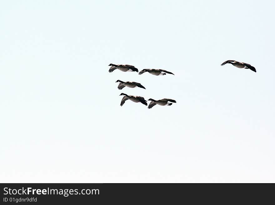 Five Canada Geese in flight on a semi-overcast winter day.