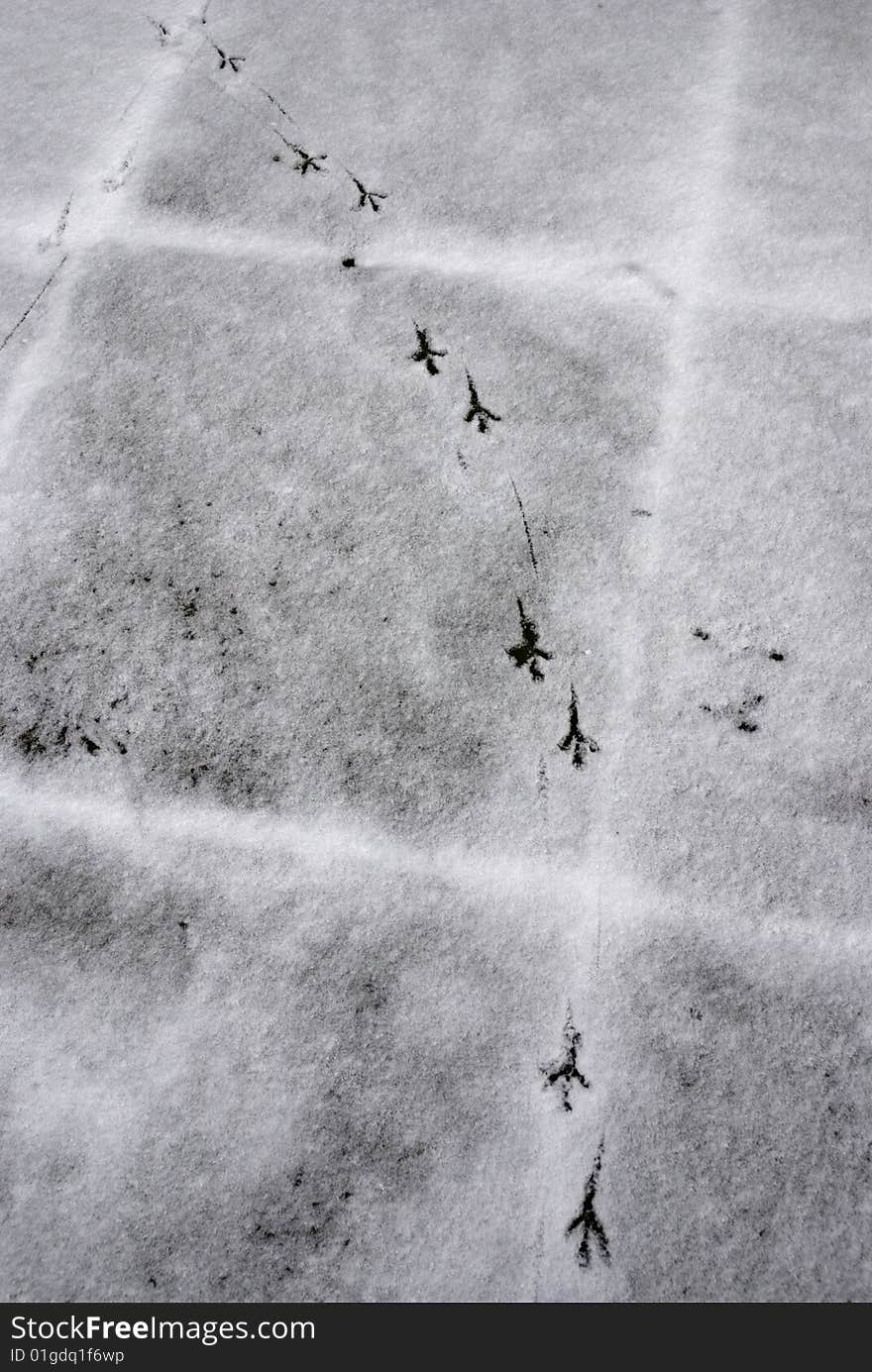 Robins Footprints