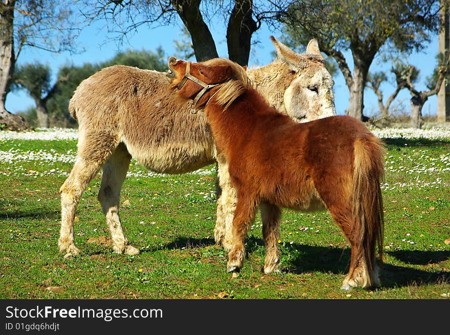 A Red poney and  donkey.