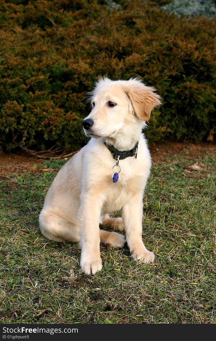 Golden Retriever Puppy