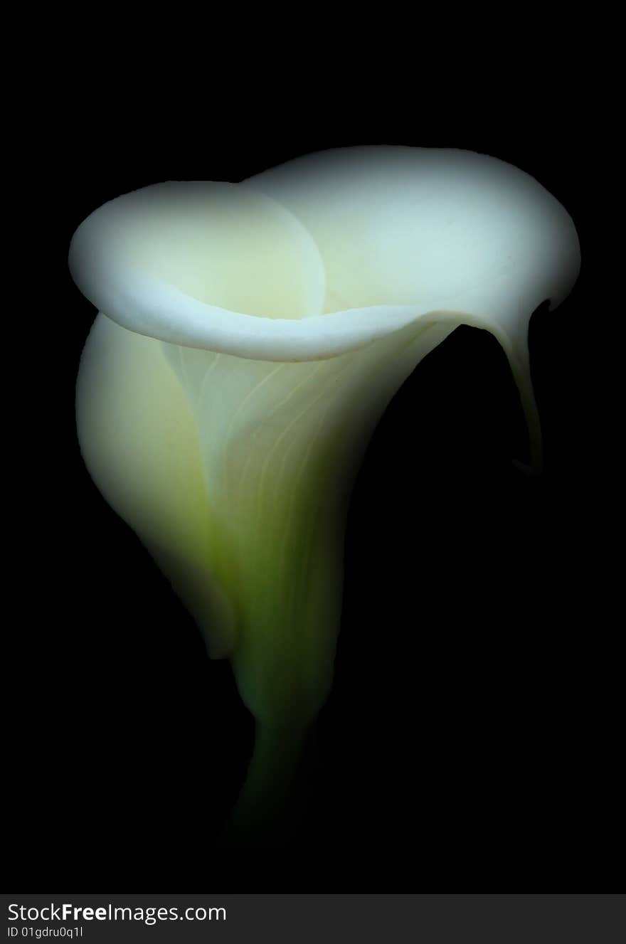 Flower - Calla / Kalla on the black background