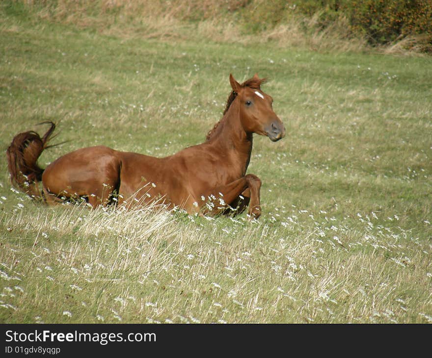 Brown big horse on green meadow