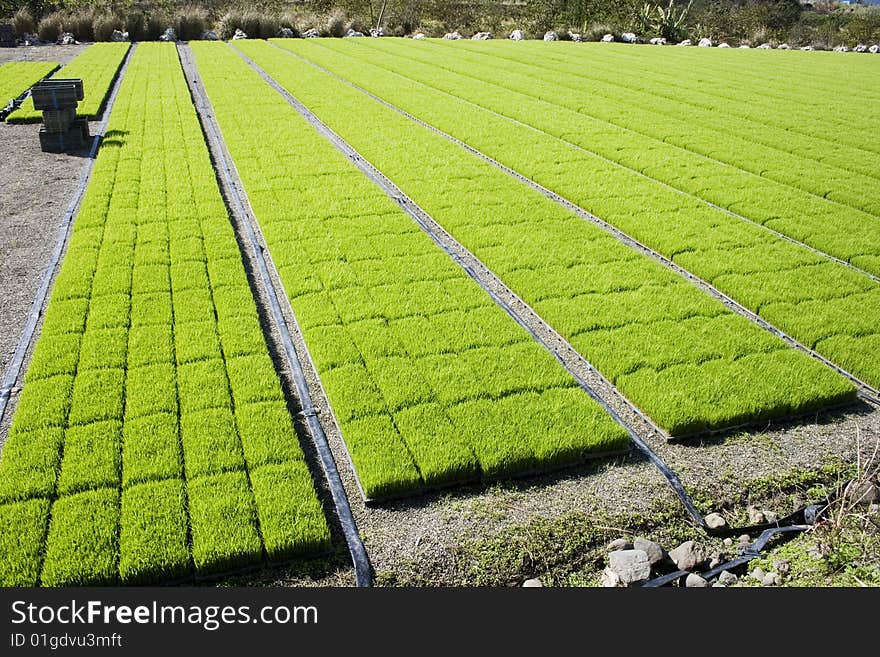 Rice seedlings at a nursery