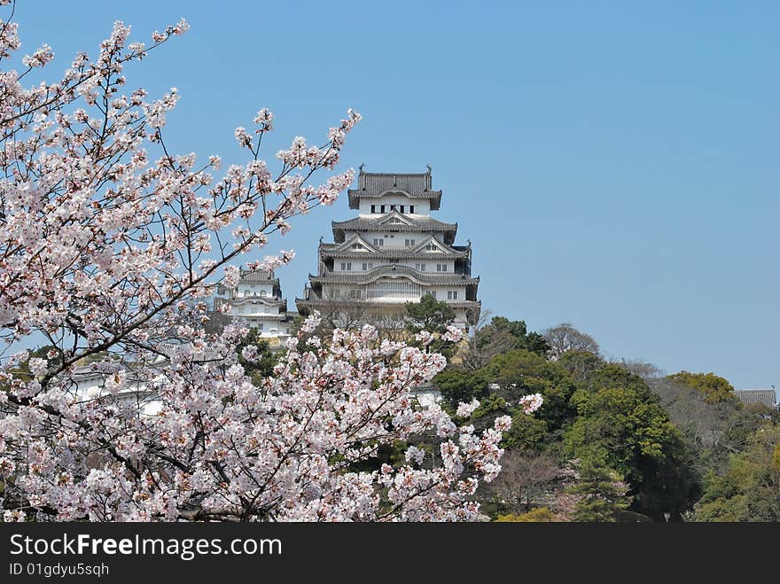 Cherry blossoms in full bloom in spring at the Himeji castle, Japan. Cherry blossoms in full bloom in spring at the Himeji castle, Japan