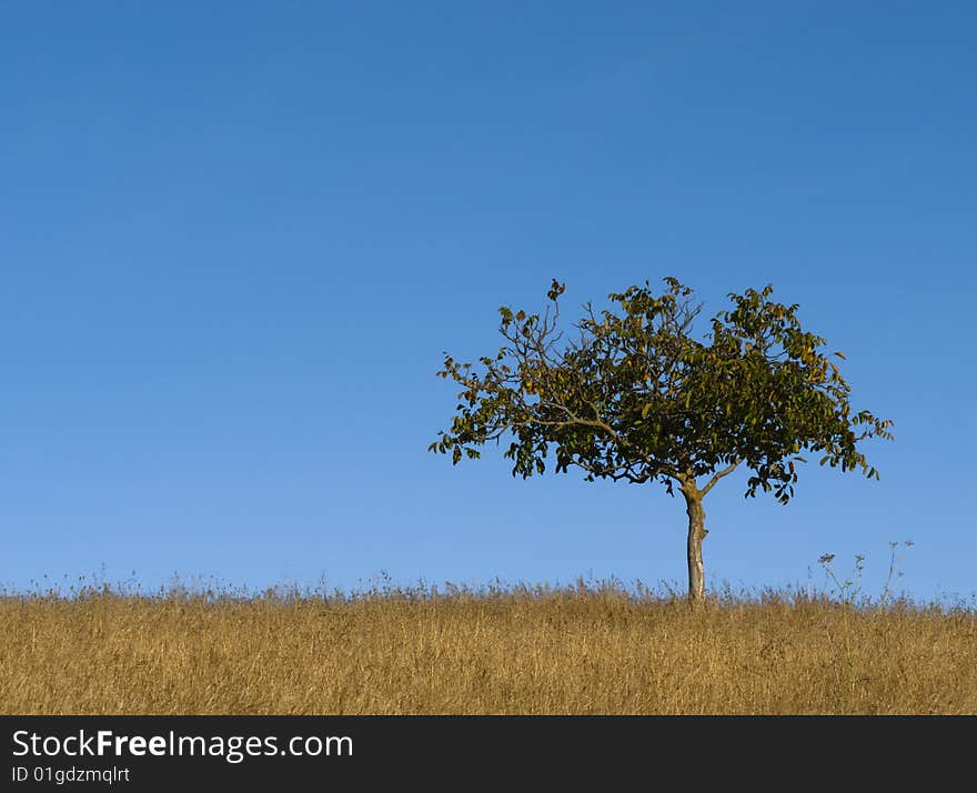 Lone Tree Against Blue Sky.