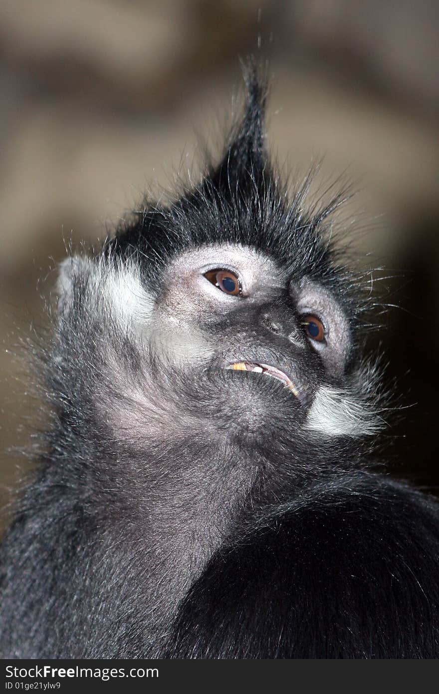 Francois  Langur