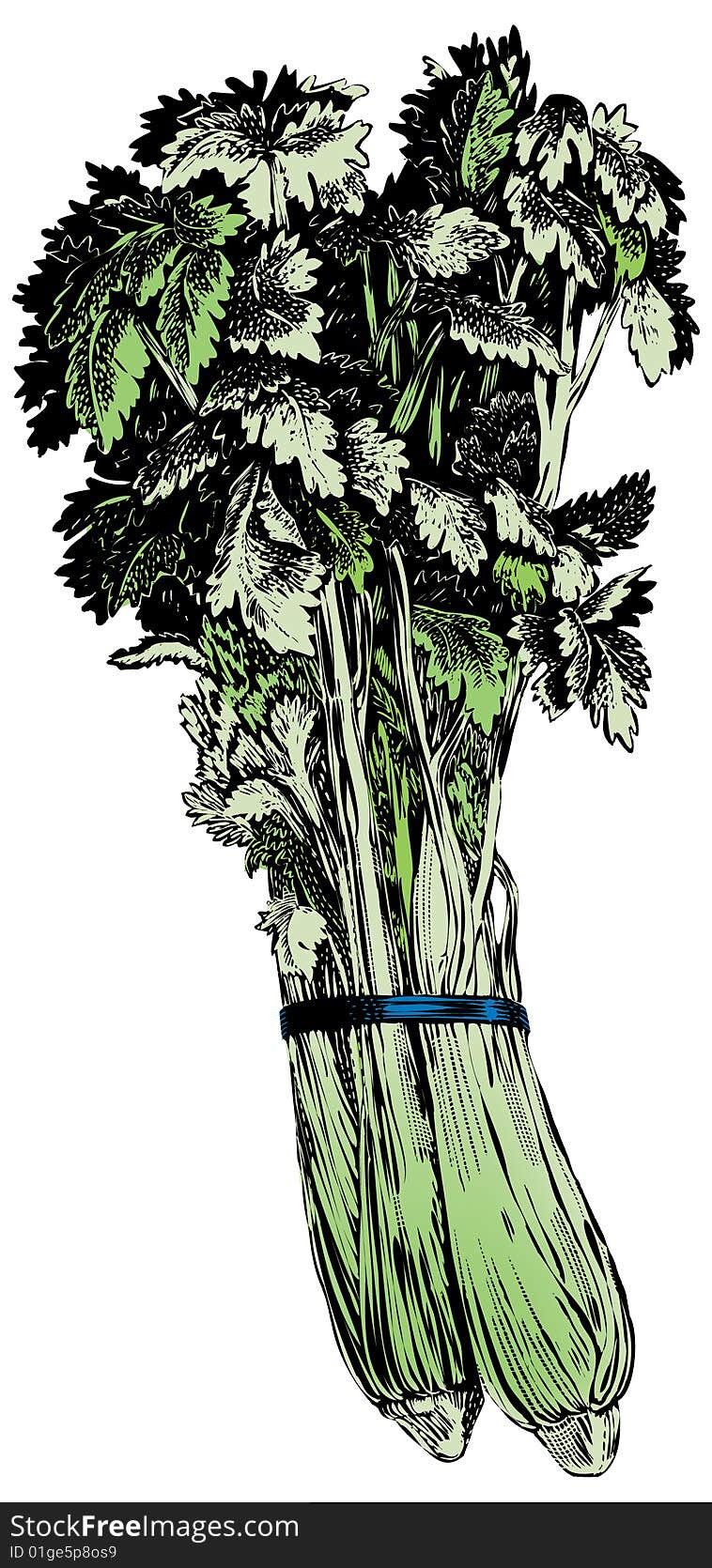 Vintage 1950s etched-style celery.  Detailed black and white from authentic hand-drawn scratchboard includes full colorization. Vintage 1950s etched-style celery.  Detailed black and white from authentic hand-drawn scratchboard includes full colorization.