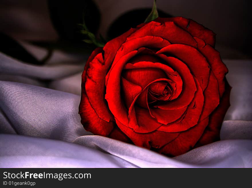 Rose, , high contrast, slight vignette, sitting on fabric. Rose, , high contrast, slight vignette, sitting on fabric.