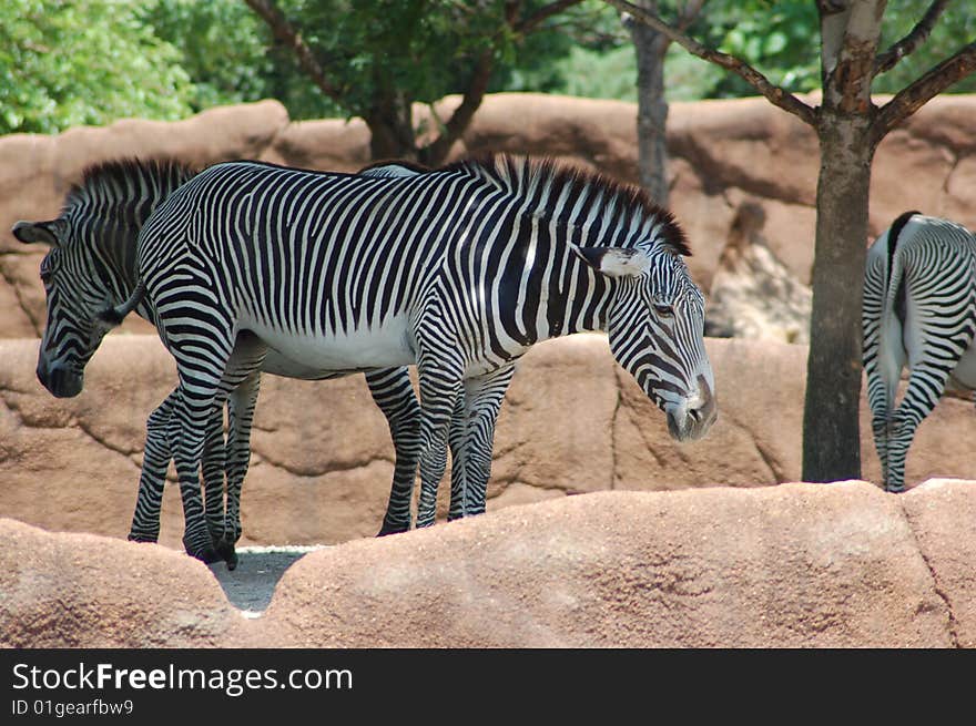 Zebra, white, black, zoo, wild life