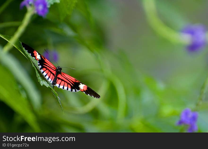 Butterfly in a Beautiful Garden