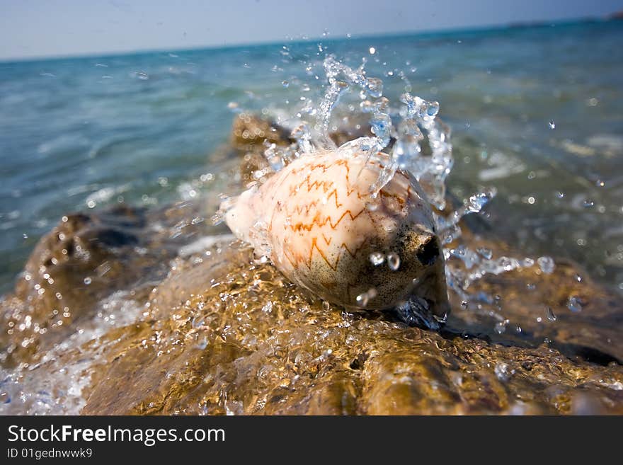 Shell on rock and sea splashes