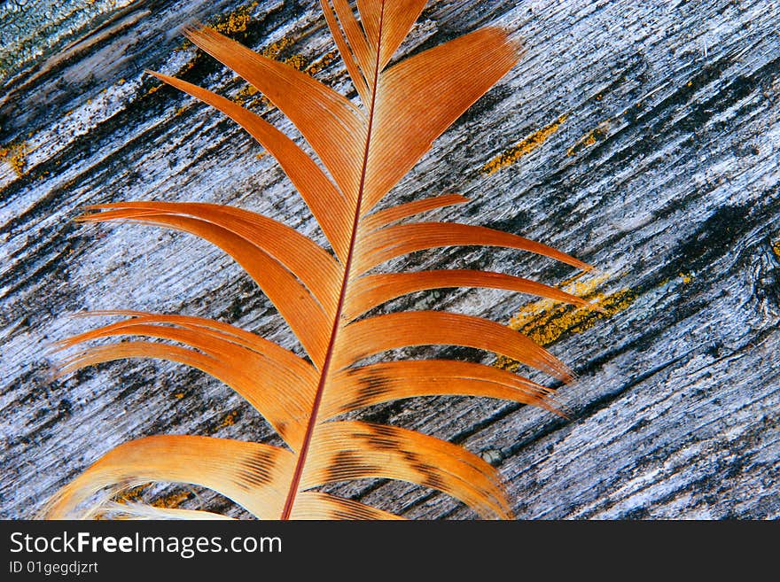 Feather and Wood