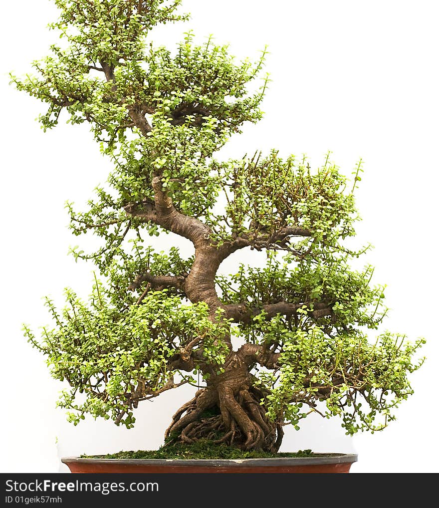 Bonsai tree